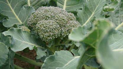 broccoli