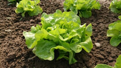 huvudsallad